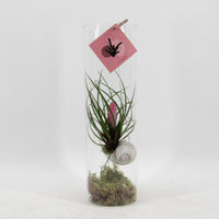 Tillandsia Cyanea - Ø11 ↕38
