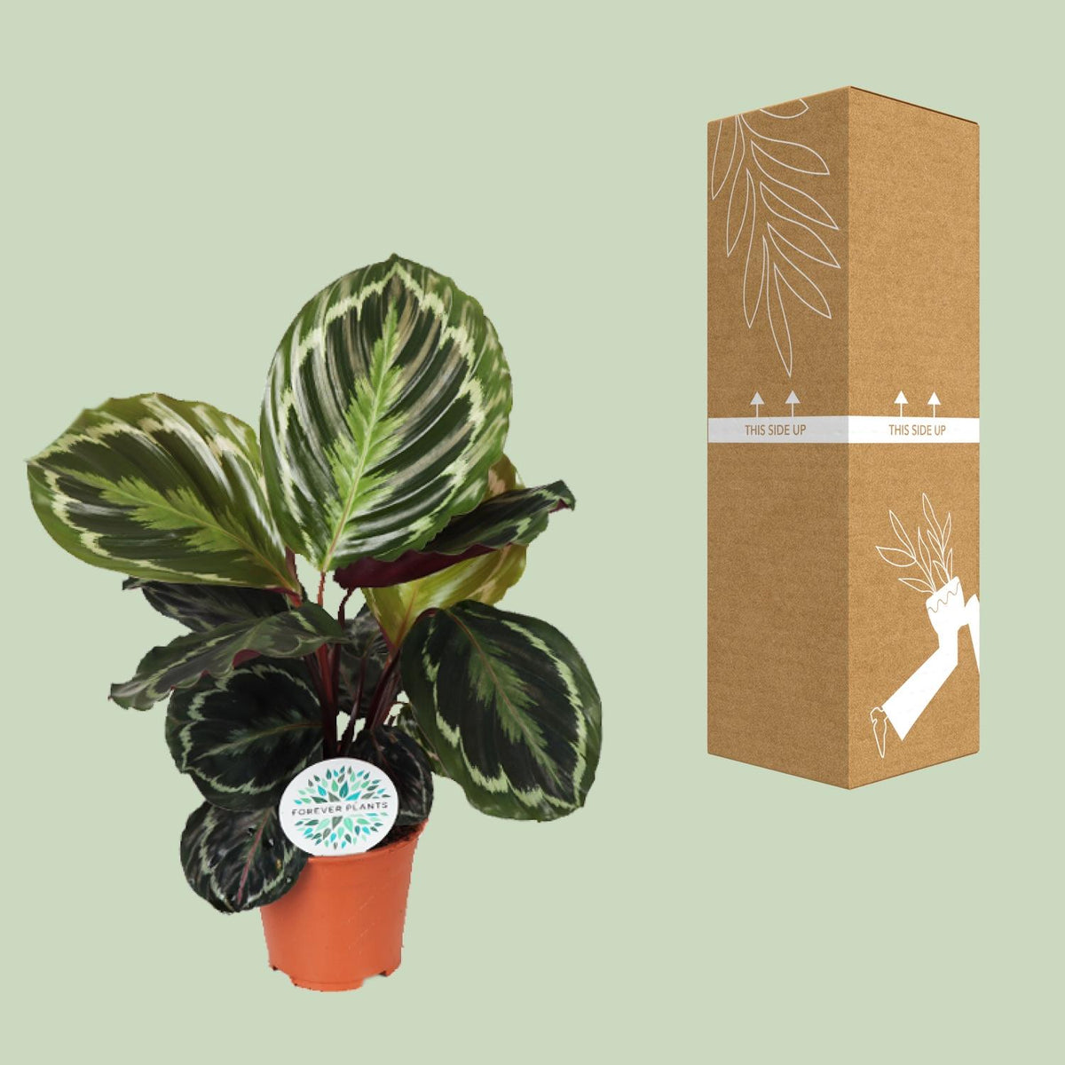 Calathea roseopicta 'Medallion' - Ø14cm - ↕45cm