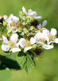 Rubus idaeus 'Malling Promise' (Lampone) - Ø13cm - ↕45cm