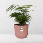 Load image into Gallery viewer, Asparagus setaceus ‘Plumosus’ in ELHO Vibes Fold Pot, Pink, Ø14cm - ↕30cm