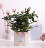 Load image into Gallery viewer, Rosa Light Pink Gift "To Flirt" WITH GREETING CARD! - Ø12cm - ↕30cm