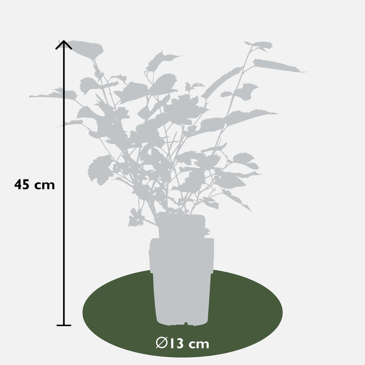 Morus nigra 'Mulle' - Ø13cm - ↕45cm