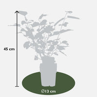 Morus nigra 'Mulle' - Ø13cm - ↕45cm
