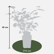 Morus nigra 'Mulle' - Ø13cm - ↕45cm