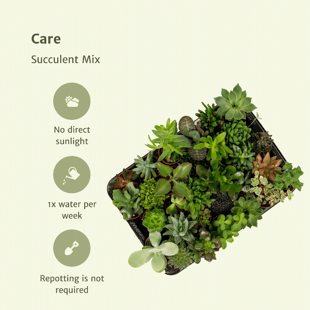 Succulent Mix - 20 plants - Ø5,5cm - ↕7cm