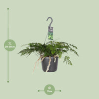 Humata tyermannii - Ø17cm - ↕25cm