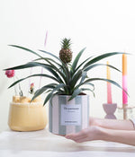 Load image into Gallery viewer, Ananas Rosita Gift "The Passionate" WITH GREETING CARD! - Ø12cm - ↕35cm