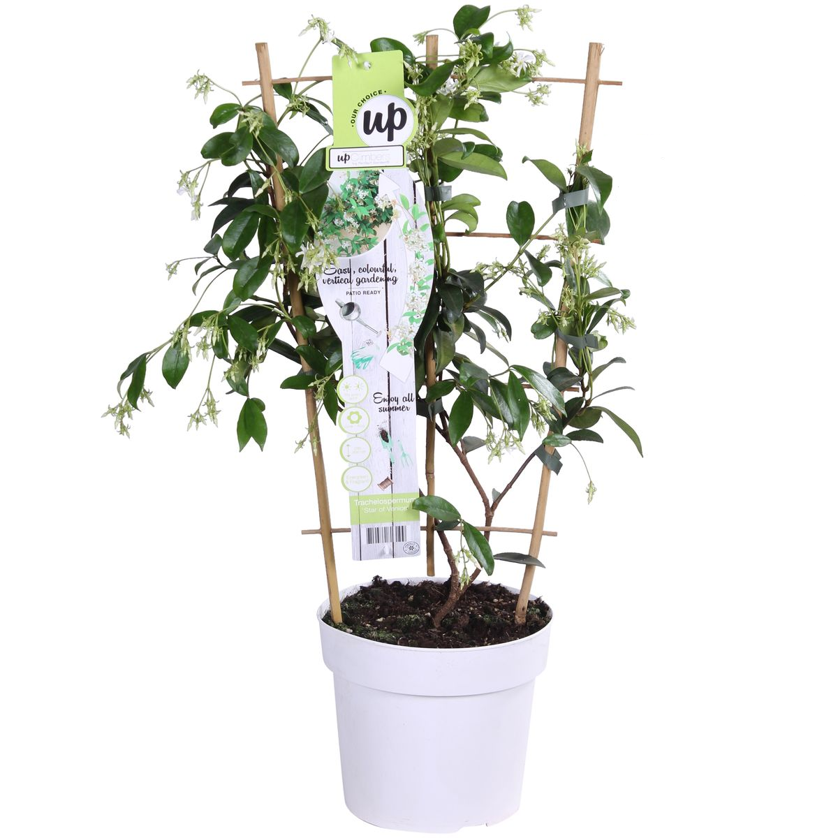 Trachelospermum 'Stella di Venezia' - Ø15cm - ↕65cm