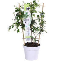 Trachelospermum 'Stella di Venezia' - Ø15cm - ↕65cm
