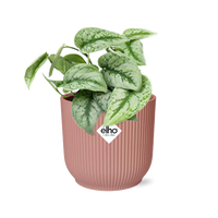 Scindapsus pictus ‘Trebie’ in vaso ELHO Vibes Fold, Rosa, ø14cm ↕15cm