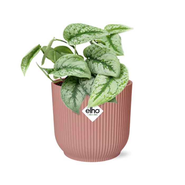 Scindapsus pictus ‘Trebie’ in ELHO Vibes Fold Pot, Pink, ø14cm ↕15cm