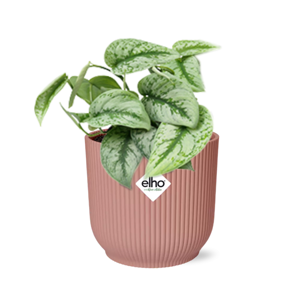 Scindapsus pictus ‘Trebie’ in ELHO Vibes Fold Pot, Pink, ø14cm ↕15cm