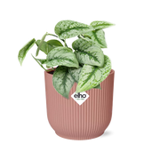 Scindapsus pictus ‘Trebie’ in ELHO Vibes Fold Pot, Pink, ø14cm ↕15cm