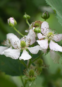 Rubus fruticosus 'Thornless Evergreen' (Rovo di more, Senza Spine) - Ø13cm - ↕45cm