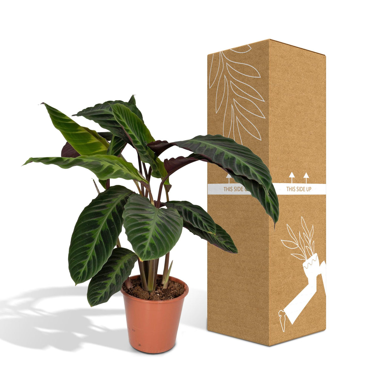 Calathea warscewiczii (Peacock plant) - Ø19cm - ↕70cm