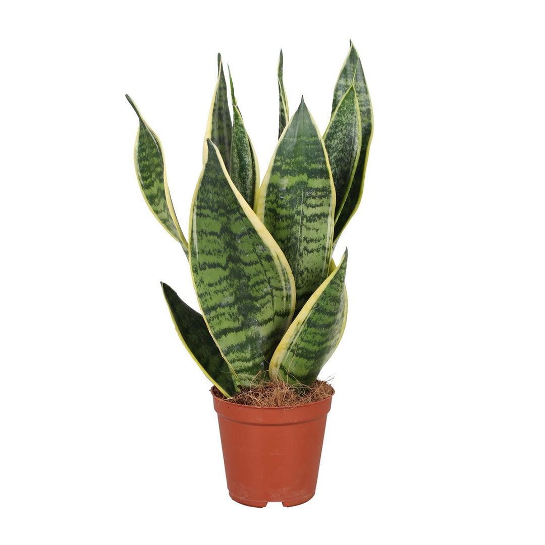 Sansevieria trifasciata 'Futura Superba' - Ø12cm - ↕40cm