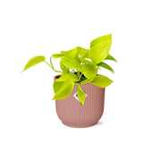 Epipremnum pinnatum ‘Golden Pothos’ - ↕10-20cm - in ELHO Vibes Fold, Pink, Ø14cm