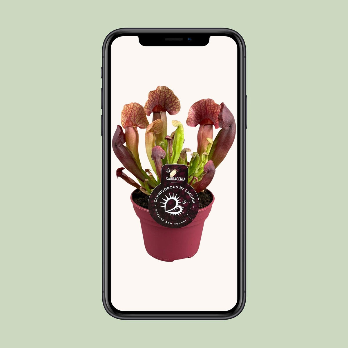 Sarracenia 'Catesbaei' - Ø12cm - ↕25cm
