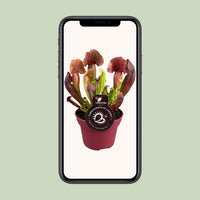 Sarracenia 'Catesbaei' - Ø12cm - ↕25cm
