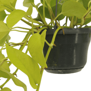 Epipremnum pinnatum 'Golden Pothos' (Scindapsus) - 2 plants - Ø15cm - ↕25cm