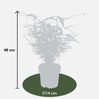 Fargesia rufa (Bambù) - 8 piante - Ø14 ↨40cm
