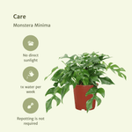 Carica l'immagine nel visualizzatore Galleria, Monstera minima - 2 piante - Ø15cm - ↕25cm
