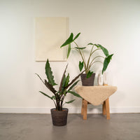 Tropical Duo - Alocasia zebrina - Ø19cm - ↕75cm + Alocasia lauterbachiana - Ø19cm - ↕75cm