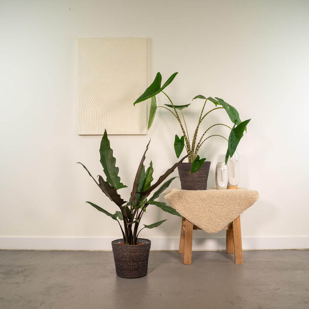 Tropical Duo - Alocasia zebrina - Ø19cm - ↕75cm + Alocasia lauterbachiana - Ø19cm - ↕75cm