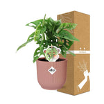 Load image into Gallery viewer, Monstera adansonii ‘Monkey Leaf’ in ELHO Vibes Fold Pot, Pink, Ø14cm ↕25cm