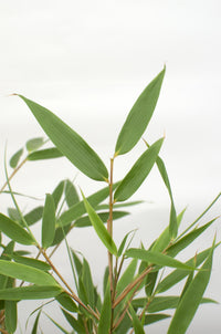 Fargesia rufa (Bambù) - 4 piante - Ø14 ↨40cm 