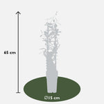 Load image into Gallery viewer, Trachelospermum &#39;Star of Ibiza&#39; - Tuscan Jasmine Pink - Ø15cm - ↕65cm
