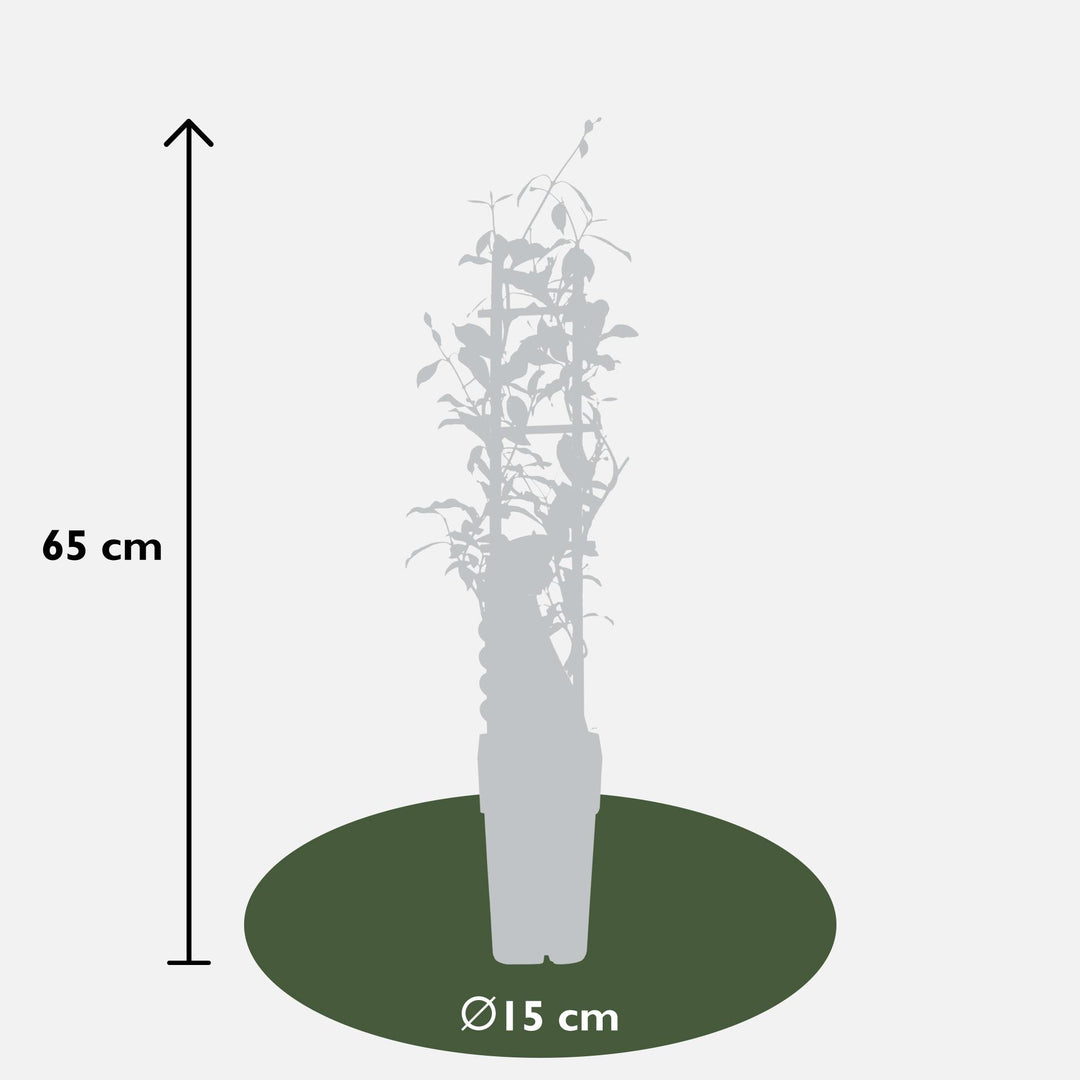 Trachelospermum 'Star of Ibiza' - Tuscan Jasmine Pink - Ø15cm - ↕65cm