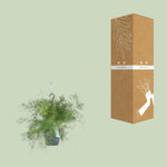 Load image into Gallery viewer, Asparagus sprengeri - Hanging pot - Ø17cm - ↕35cm