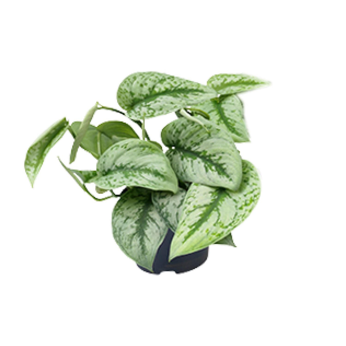 Scindapsus pictus 'Trebie' - Ø12cm - ↕15cm