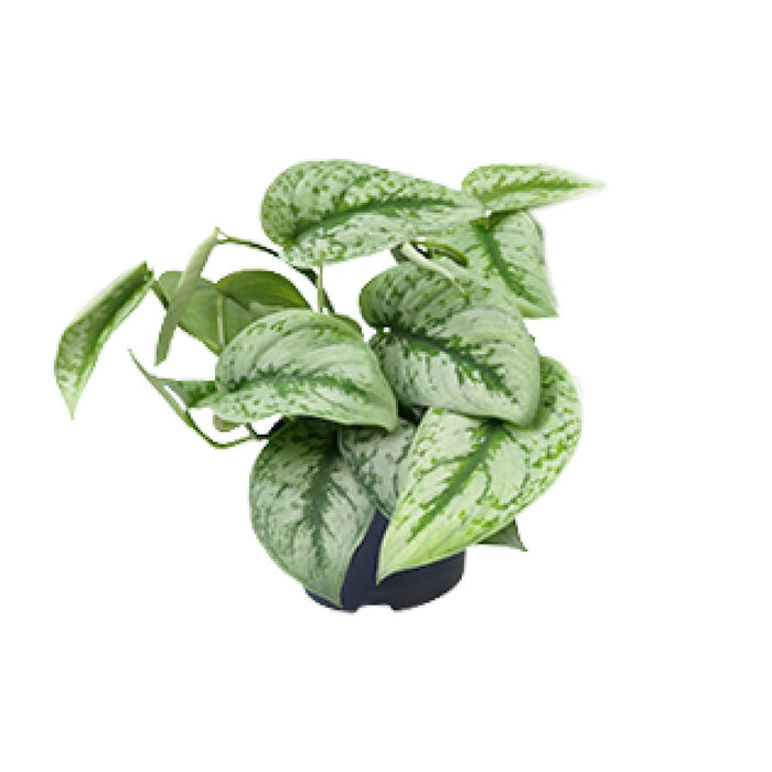 Scindapsus pictus 'Trebie' - Ø12cm - ↕15cm