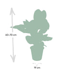 Load image into Gallery viewer, Calathea ornata - Ø19cm - ↕75cm
