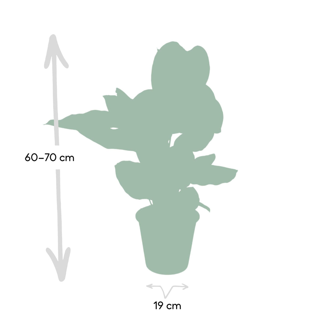 Calathea ornata - Ø19cm - ↕75cm
