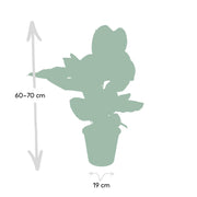 Calathea ornata - Ø19cm - ↕75cm