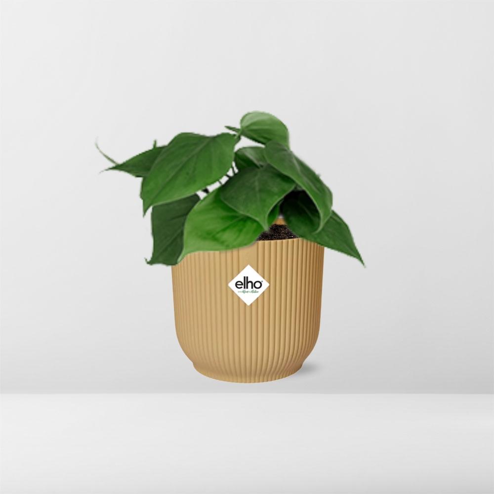 Philodendron scandens in ELHO Vibes Fold, Yellow, - Ø14cm ↕15cm