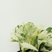 Epipremnum (Scindapsus) pinnatum 'Happy Leaf' - 4 plants - ø12 - ↕15cm