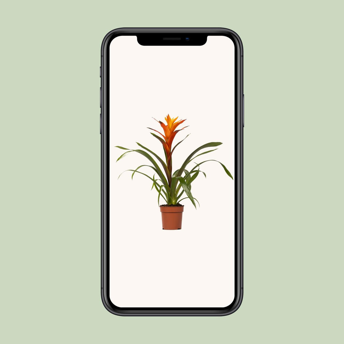 Guzmania 'Variada' - Ø12cm - ↕45cm