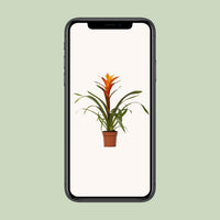 Guzmania 'Variada' - Ø12cm - ↕45cm