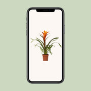 Guzmania 'Variada' - Ø12cm - ↕45cm