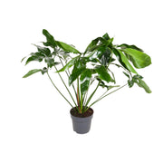 Philodendron goeldii 'Green Wonder' - Ø24cm - ↕100cm