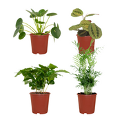 Animal-Friendly Plant Box - 4 plants - Ø12cm - ↕20-40cm
