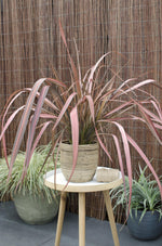Load image into Gallery viewer, Phormium &#39;Pink Flamingo&#39; - Ø14cm - ↕50cm
