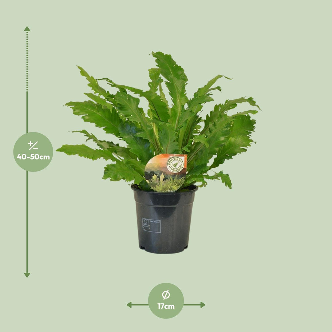 Asplenium nidus 'Campio' - Ø17cm - ↕50cm