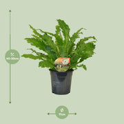 Asplenium nidus 'Campio' - Ø17cm - ↕50cm