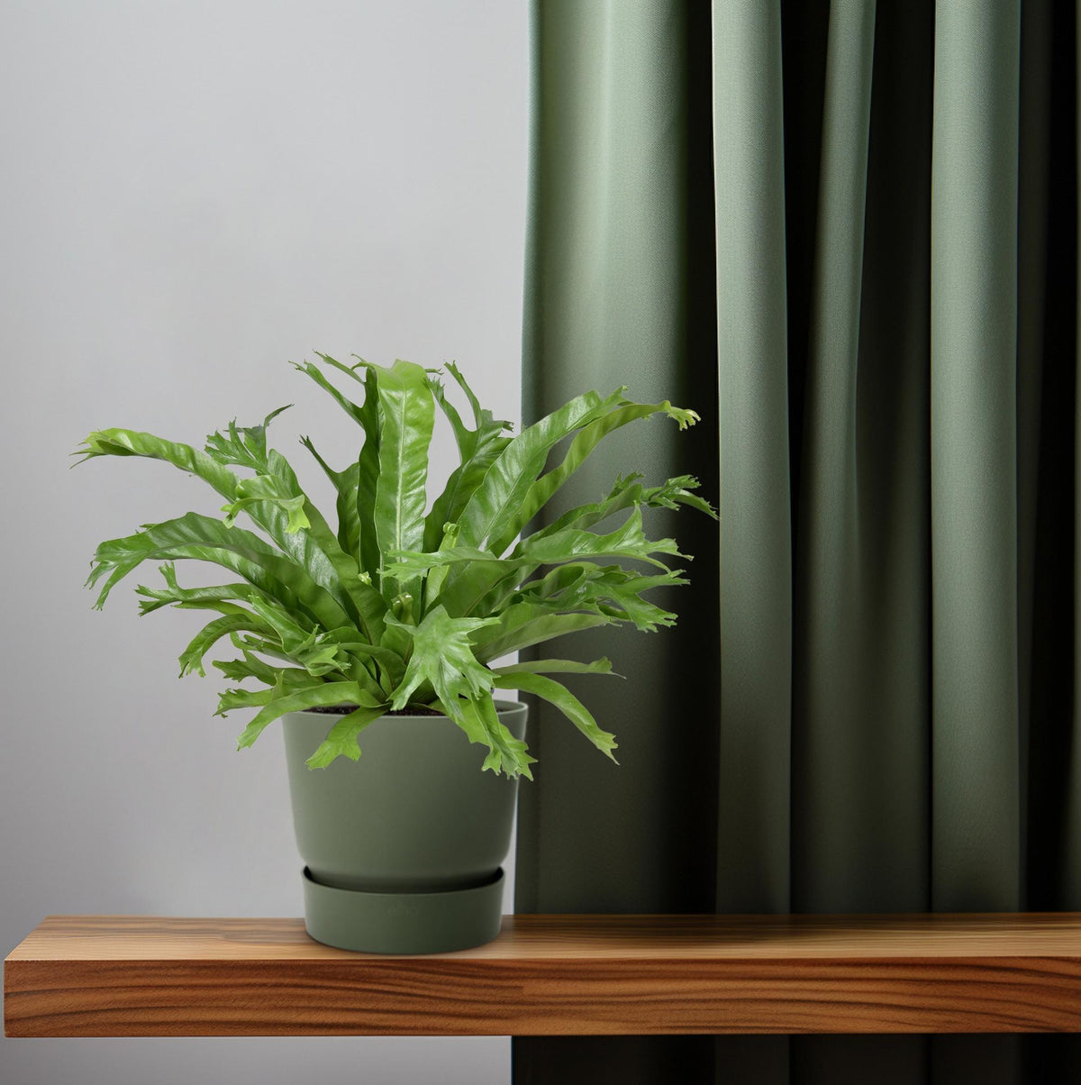Asplenium nidus 'Crissie' - Ø17cm - ↕40cm