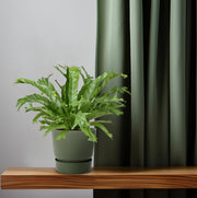 Asplenium nidus 'Crissie' - Ø17cm - ↕40cm